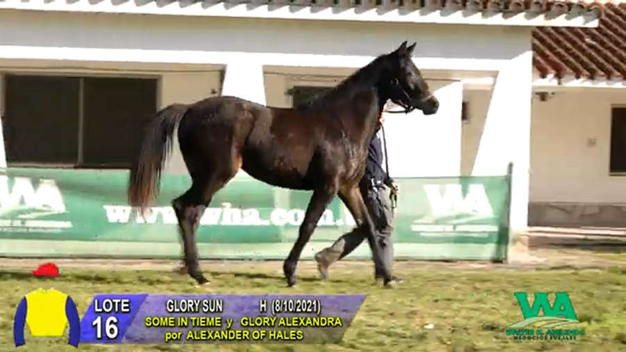 Lote GLORY SUN