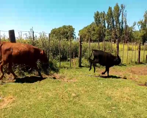 Lote 22 Terneros/as en Salazar, Buenos Aires