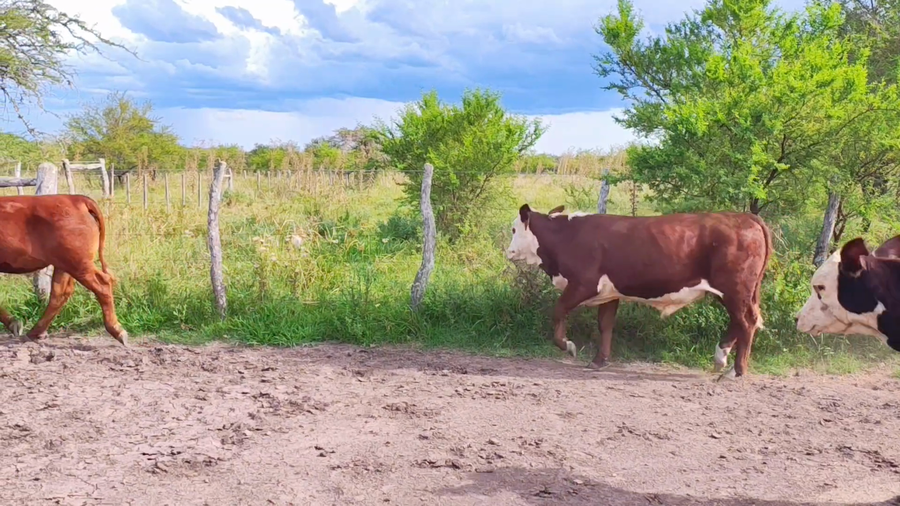 Lote 4 Terneros en Corrientes, Curuzu Cuatia