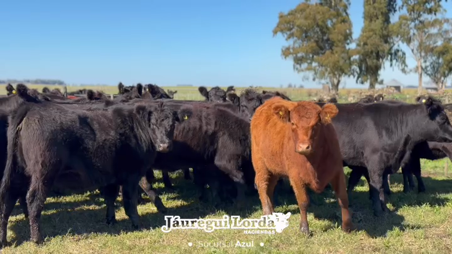 Lote 29 Vaquillonas preñadas