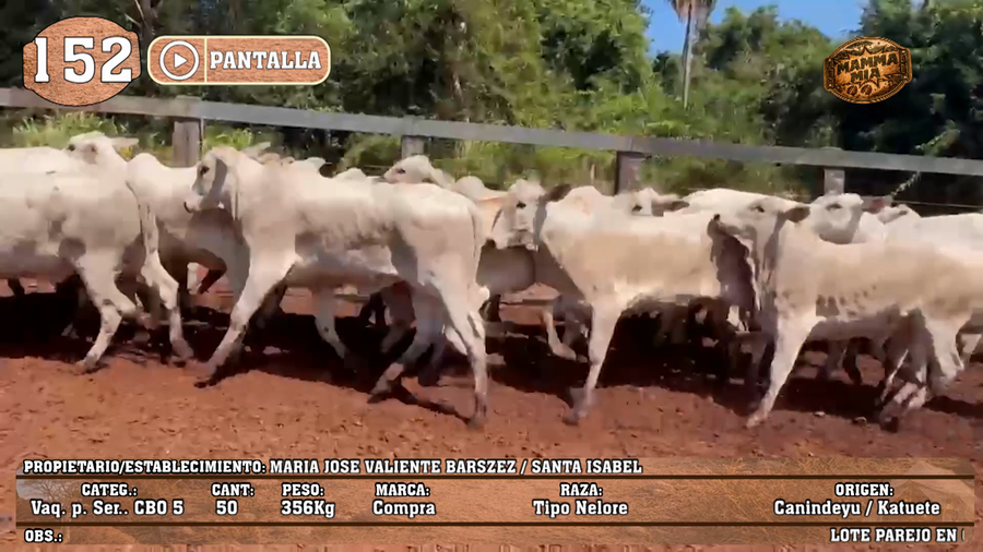 Lote LOTE 152 - PANTALLA