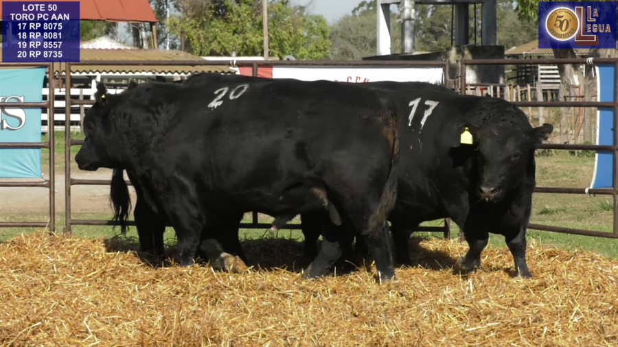 Lote TOROS ANGUS NEGROS PC