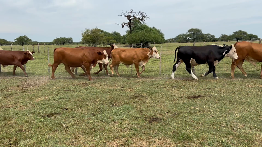 Lote 70 Novillitos
