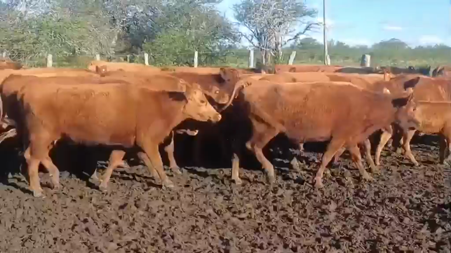 Lote 110 Vacas con Cría