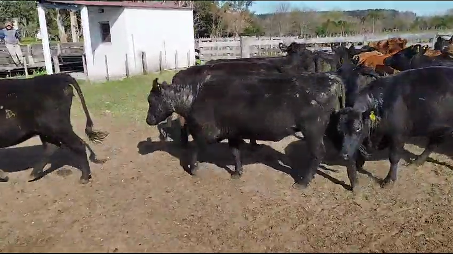 Lote 36 Vacas de invernar en Concepción del Uruguay, Entre Ríos