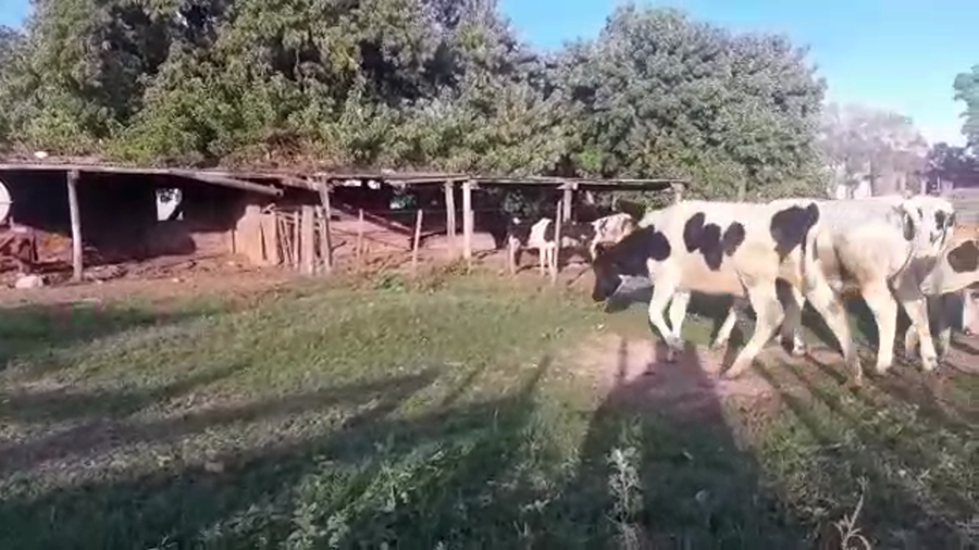 Lote 20 Terneros en Santa Fe, Sunchales