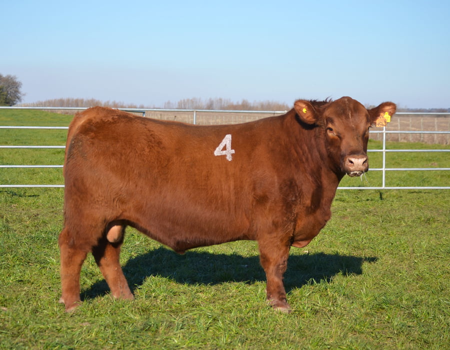 Lote TOROS PEDIGREE H543 H553