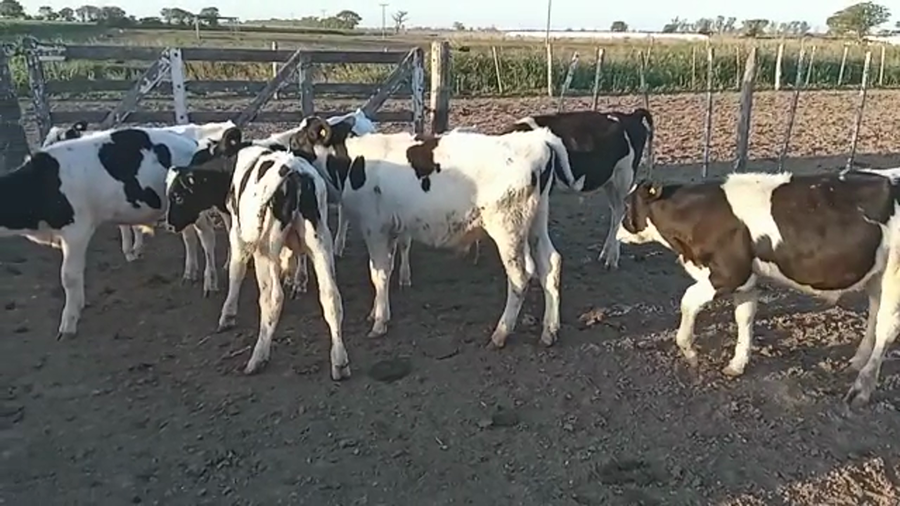Lote 9 Terneros/as en Brinkmann, Córdoba