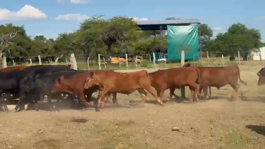 Lote 70 Terneros en Entre Ríos, Federal
