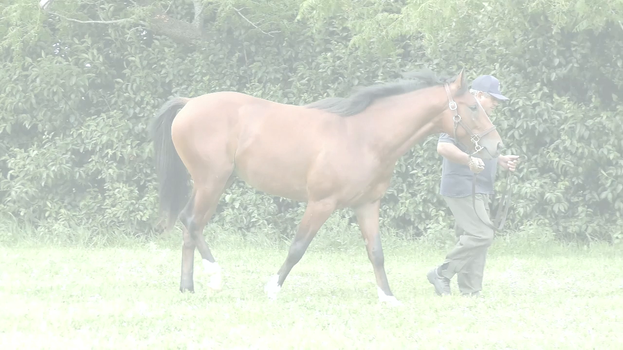 Lote SALTARIN SONG (SIXTIES SONG -  ARIN NISTEL)