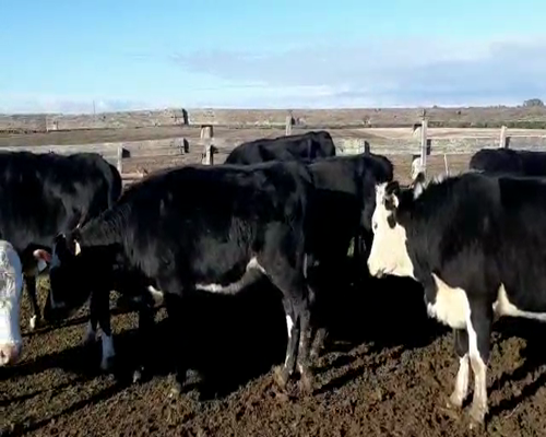 Lote 9 Vaquillonas  ANGUS a remate en Pantalla Camy 0 - 0kg - , San José