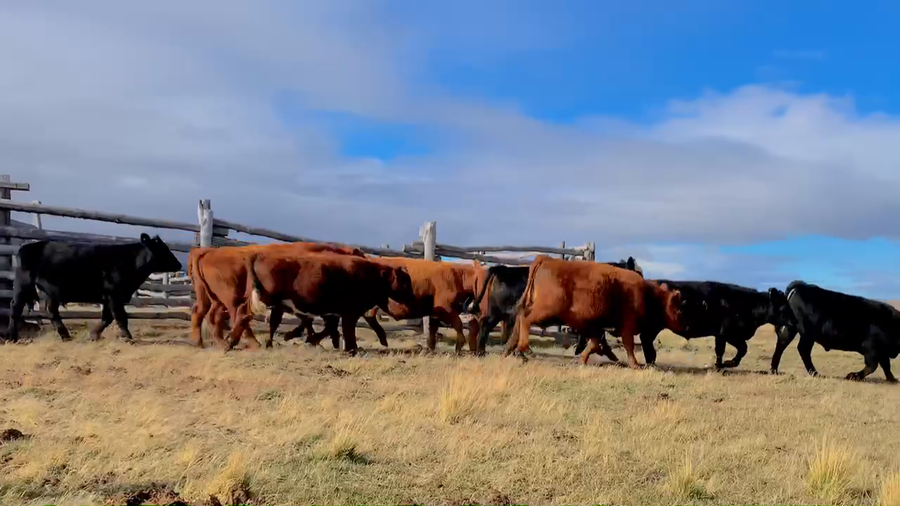 Lote 54 Novillo Engorda en Coyhaique, XI Región Aysén