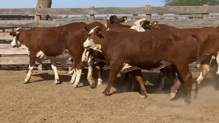 Lote Vaquillonas Preñadas