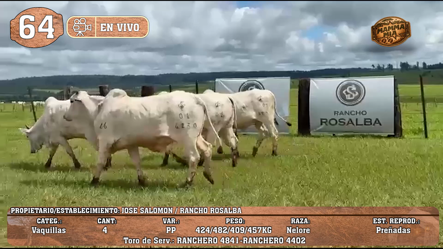 Lote LOTE 64 -EN VIVO