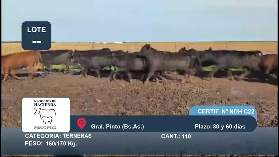 Lote 110 Terneras