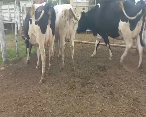 Lote Jose Maria Destefani