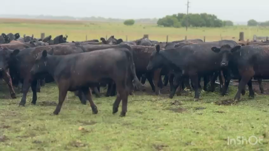 Lote 209 Vaquillonas