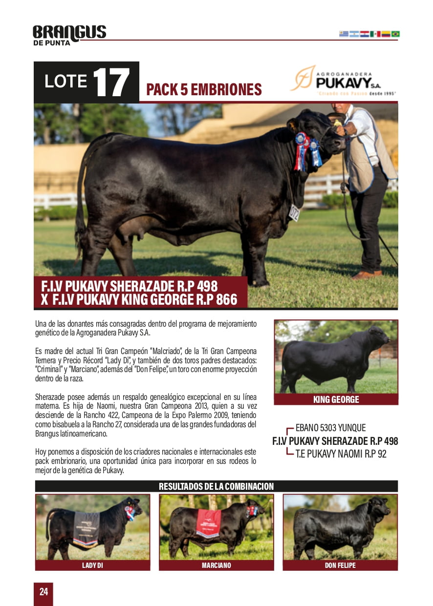Lote PACK 5 EMBRIONES F.I.Y PUKAYY SHERAZADE R.P 498 X F.I.Y PUKAYY KING GEORGE R.P 866