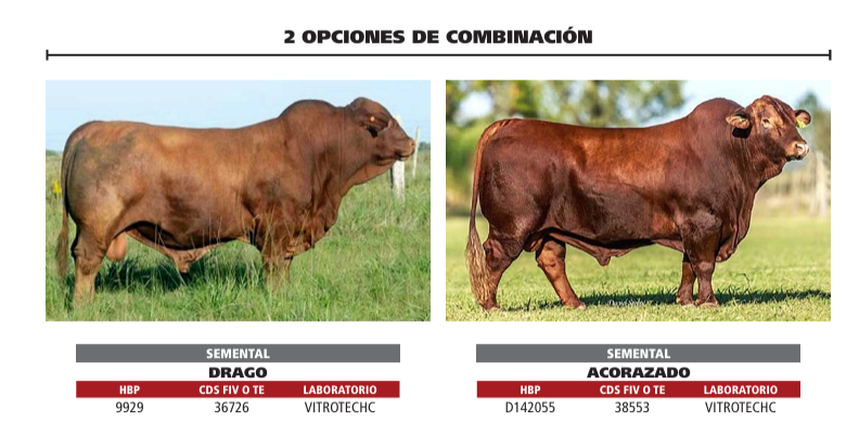 Lote LOTE 6