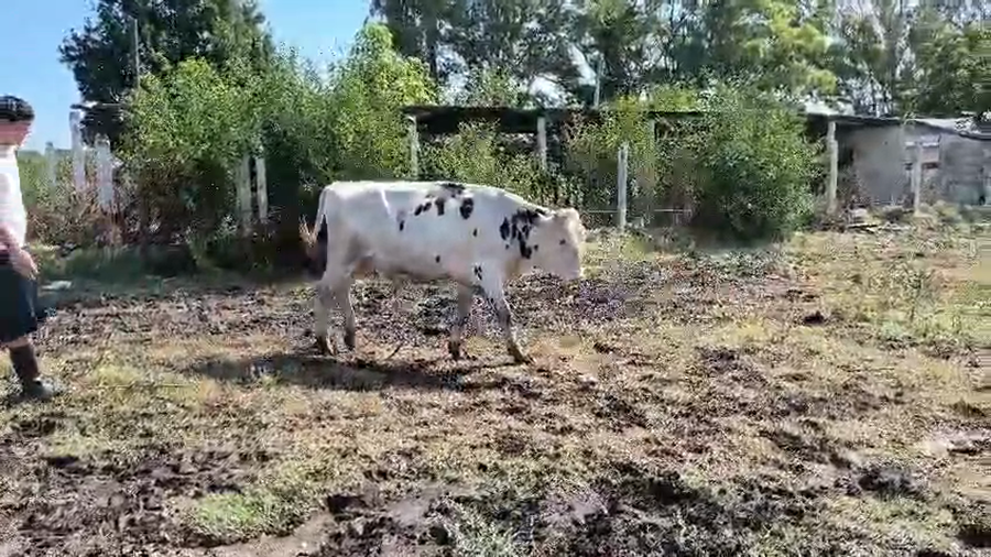 Lote Toros a remate en Pantalla Camy, San José