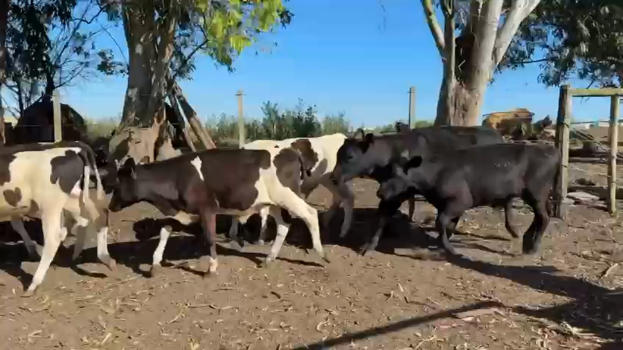 Lote TERNEROS