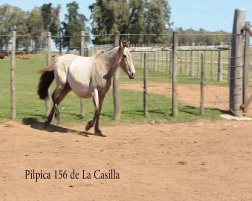 Lote PILPILCA 156 DE LA CASILLA