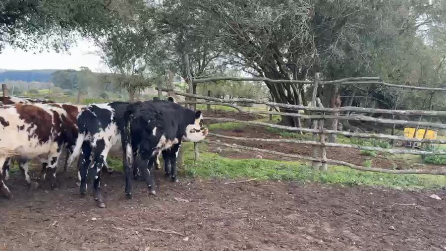 Lote TERNEROS