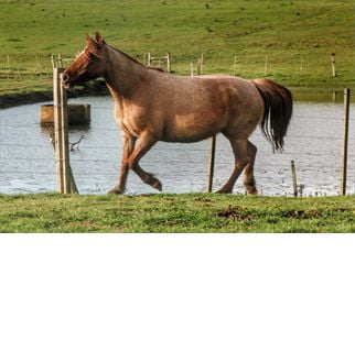 Lote SANTA GLORIA REPETIDA