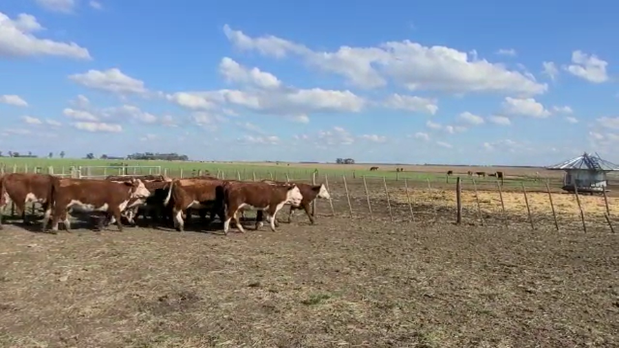 Lote La Margarita Vaquillonas Vip - preñadas parición otoño 2023