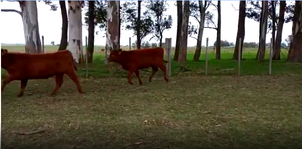 Lote 29 Terneros en Soriano