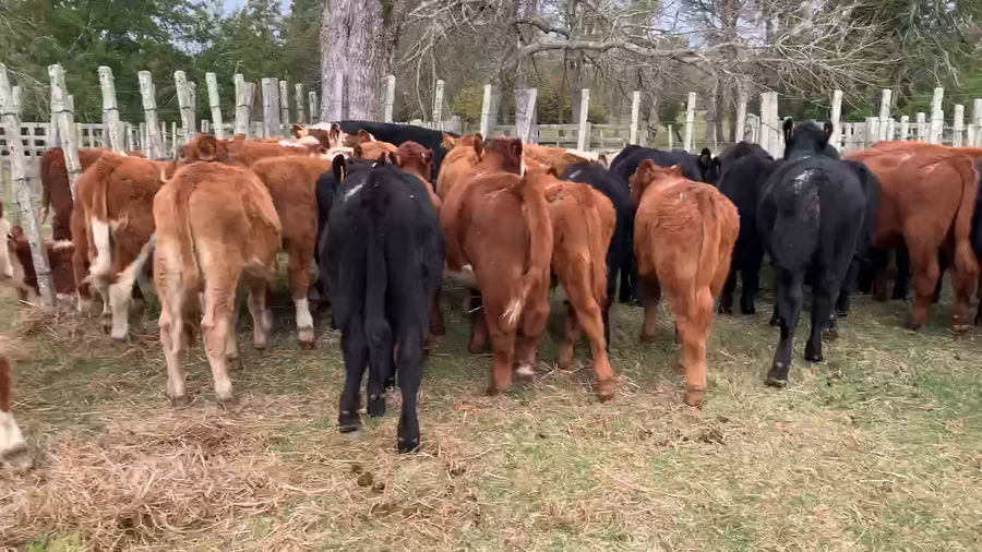 Lote 41 Terneros en Melo, Cerro Largo