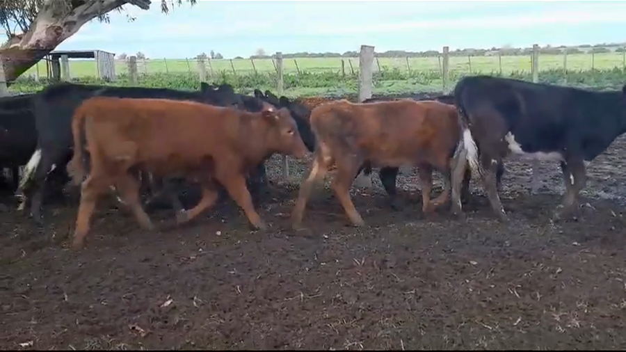 Lote (Vendido)17 Terneras NORMANDO/ ANGUS a remate en #35 Pantalla Carmelo 165kg -  en PANTANOSO