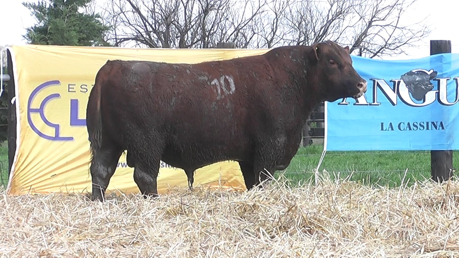 Lote TOROS ANGUS PUROS CONTROLADOS