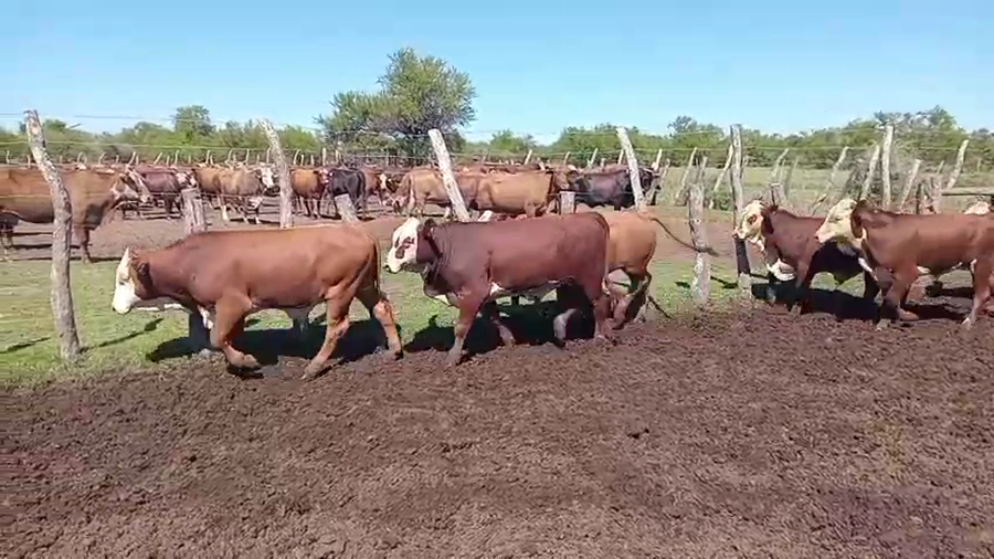 Lote 64 Terneros en Corrientes, Felipe Yofré
