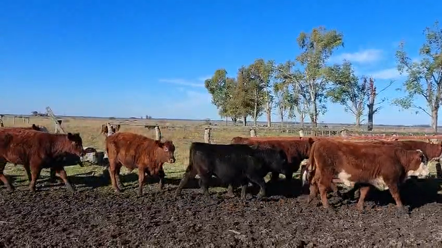 Lote 90 Novillitos
