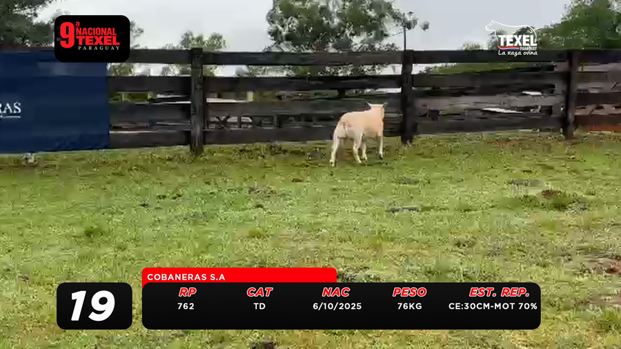 Lote LOTE 19