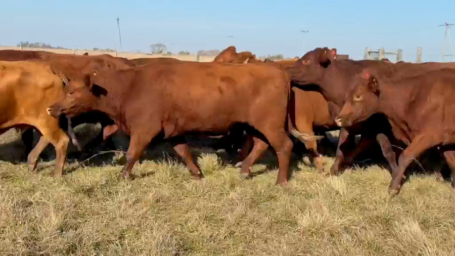 Lote 35 Vacas de invernar