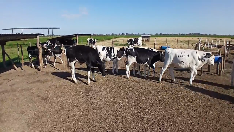 Lote 18 Terneros Holando Argentino en Sunchales, Santa Fe