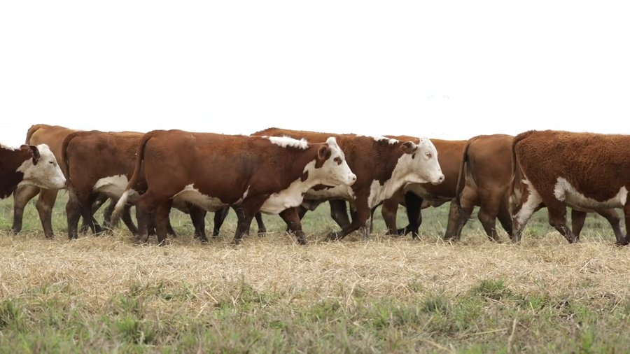 Lote Vaquillas señal 3 preñadas de otoño REMATE AGOSTO 2026