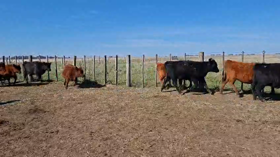 Lote 140 Terneras en Buenos Aires, Olavarría