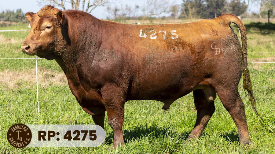 Lote RP 4275