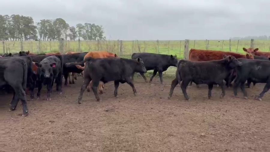 Lote 66 TERNS MACHOS, TANDIL, PCIA. DE BS. AS.