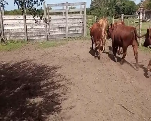 Lote (Vendido)7 Vaquillonas 1 a 2 años ANGUS LIMUSIN Y BRAFORD a remate en Entre Martillos en CAMINO DE LA COSTA