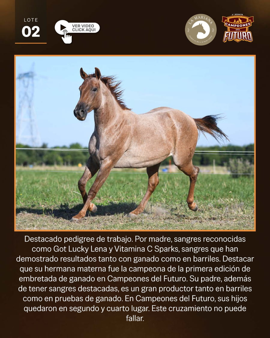 Lote LAM MAWI DANCER