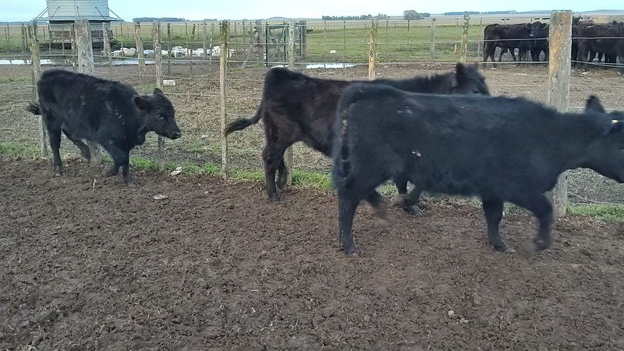 Lote 23 Terneras en Olavarria