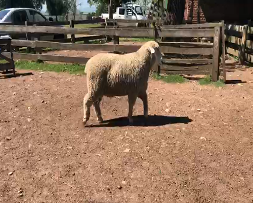 Lote 1 Borregos en Cerro Largo