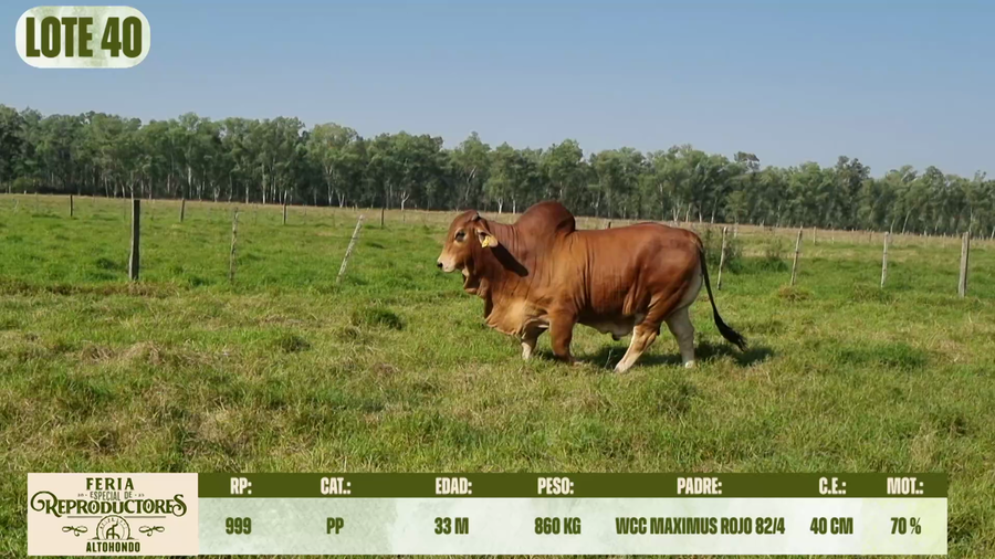 Lote LOTE 40