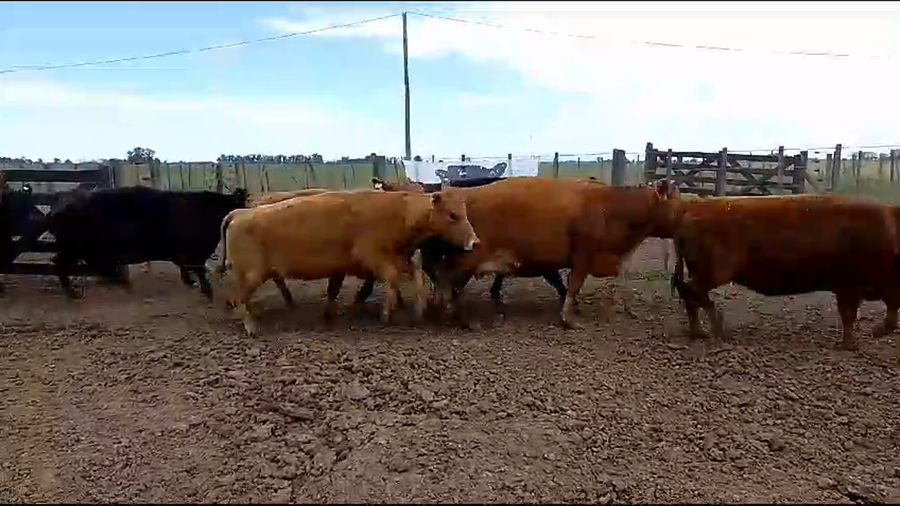 Lote 10 Vacas nuevas C/ gtia de preñez en Cañuelas, Buenos Aires