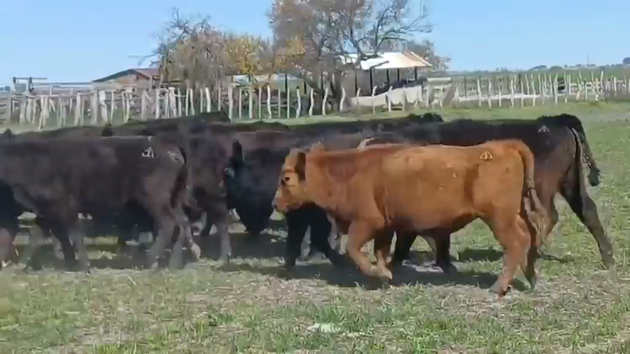 Lote 98 Terneros
