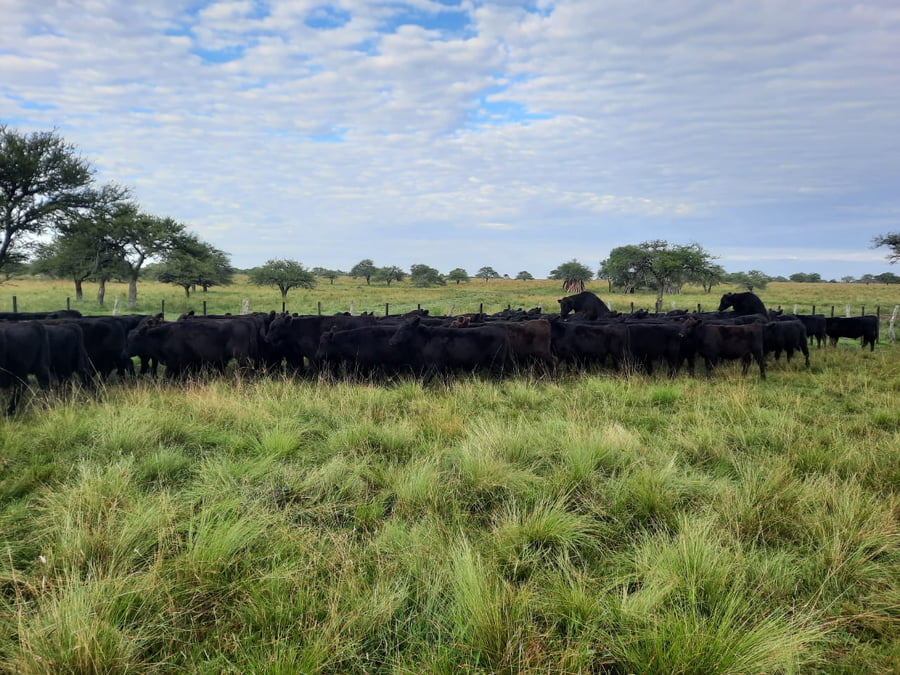Lote SAENZ VALIENTE, BULLRICH Y Cia. S.A.